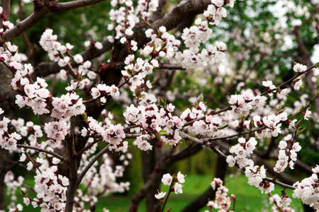 cherry tree blossomsの写真素材
