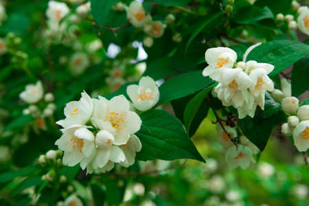 Jasmine tree blossomsの写真素材