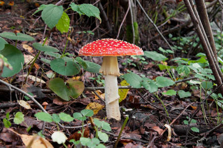 Amanita in forestの写真素材