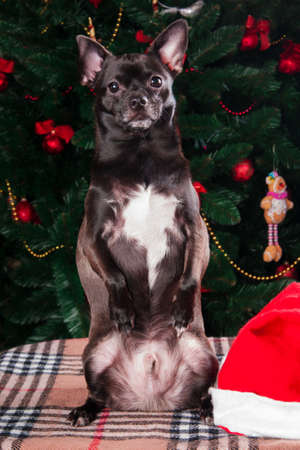 Black dog on the background of Christmas treeの写真素材