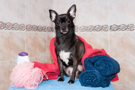 Chihuahua in a towel and shampooの写真素材