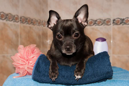 Chihuahua on a towel with shampooの写真素材