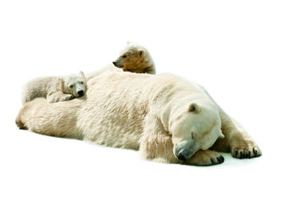She-bear with cubsの写真素材