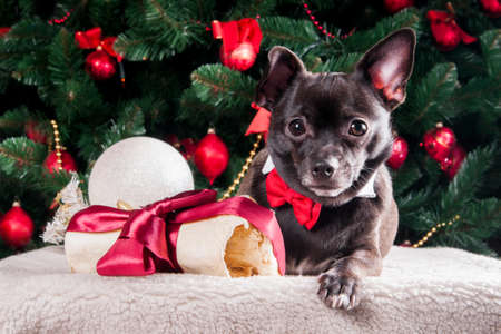 Black dog with Christmas bone gift with Christmas treeの写真素材