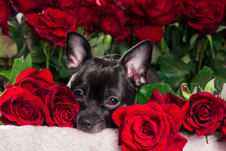 Black dog with red roseの写真素材