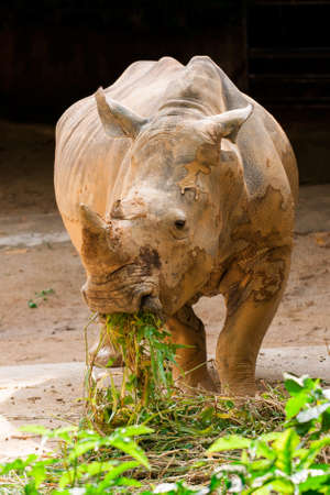 White rhinoceros eatingの写真素材