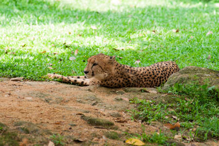 Cheetah lies on the grassの写真素材