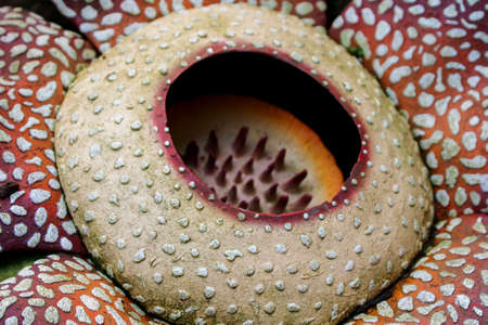 Rafflesia arnoldiiの写真素材