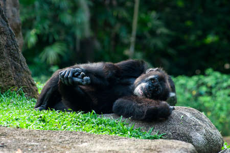 Chimpanzee lies on the grassの写真素材