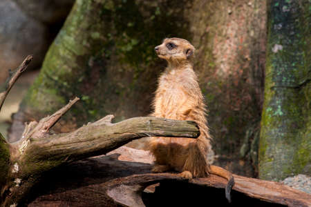 Meerkat looks asideの写真素材