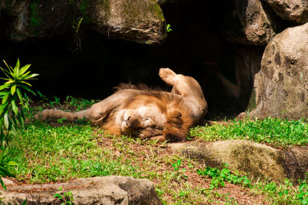 Lion sleeps on the grassの写真素材