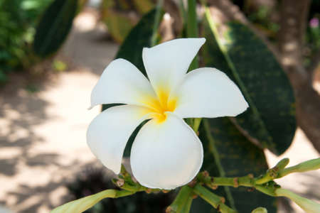 Plumeria flower on the branchの写真素材