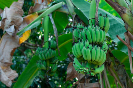 Unripe bananas on a banana tree in the jungleの写真素材
