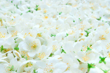 Buds of jasmine background