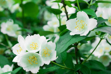 Jasmine flowers on the branchの写真素材