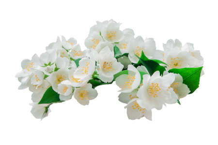 Many jasmine flowers isolatedの写真素材