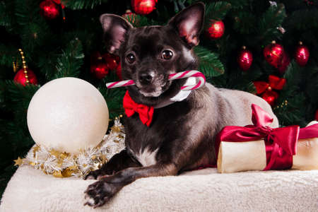 Black dog with Christmas bone gift with Christmas treeの写真素材