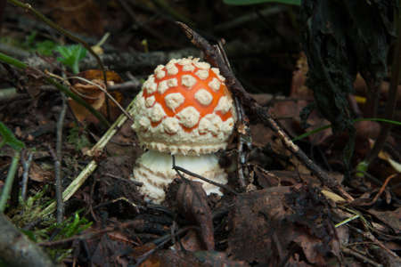 Amanita in forestの写真素材