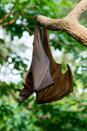 Malayan flying foxの写真素材
