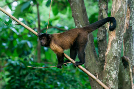 Brown capuchin sits on a branchの写真素材