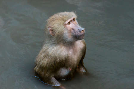 The hamadryas baboon bathes in the riverの写真素材