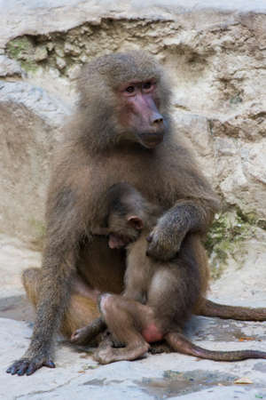 The hamadryas baboon with cub sitting on a rockの写真素材