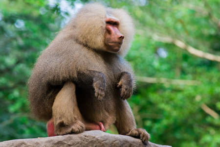 The hamadryas baboon sits on a branch in the jungleの写真素材