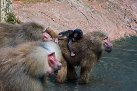 Family hamadryas babun with little cubの写真素材