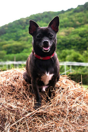 Dog in the mangerの写真素材