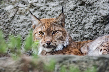 Lynx looks at the cameraの写真素材
