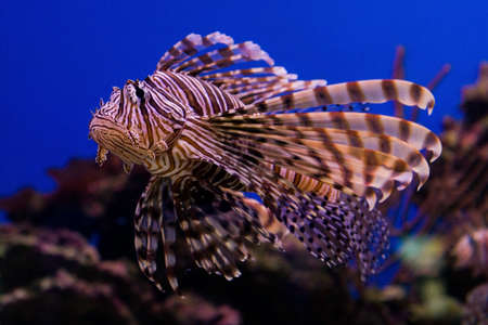 Red lionfishの写真素材