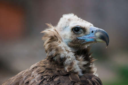 Black vultureの写真素材