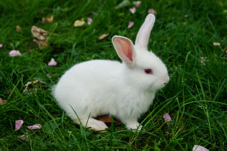 Little white bunny sitting in green grassの写真素材