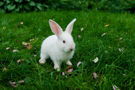 Little white bunny sitting in green grassの写真素材