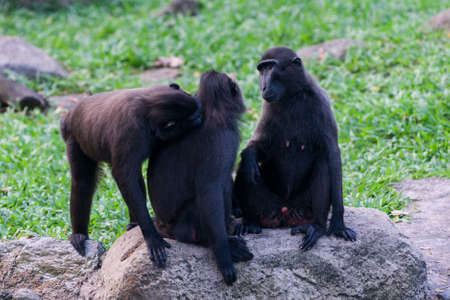 Sulawesi crested macaque sits on a rocks in the jungleの写真素材