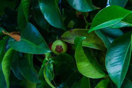 Mangosteen grows on a treeの写真素材