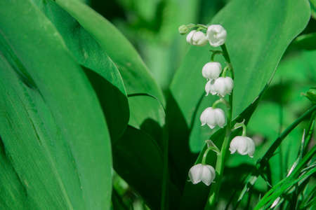 Lily of the valley in the forestの写真素材