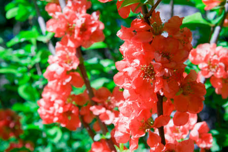 Many beautiful colorful flowers blooming japanese quinceの写真素材