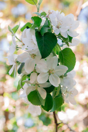 Apple tree blooms with beautiful white flowersの写真素材