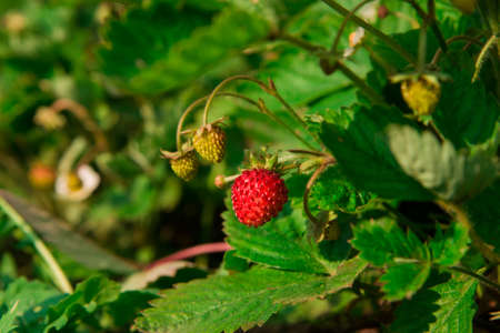 Ripe wild strawberries grows on a bush with unripe berries of wild strawberry