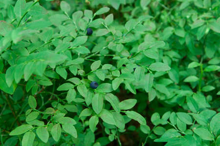 Wild blueberries grow on a bush in the forestの写真素材
