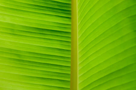 Green banana leaf closeup in full backgroundの写真素材