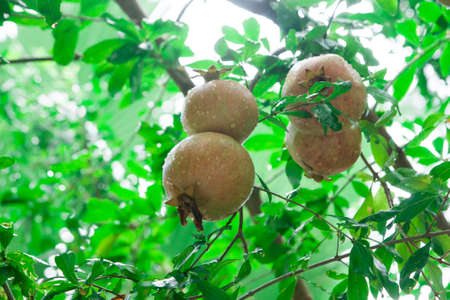 Unripe pomegranate hanging on a tree after rainの写真素材