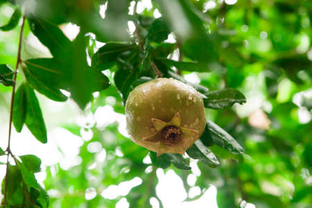 Unripe pomegranate hanging on a tree after rainの写真素材