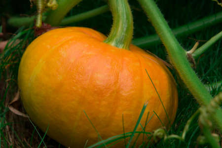 Pumpkin grows in the garden close-upの写真素材