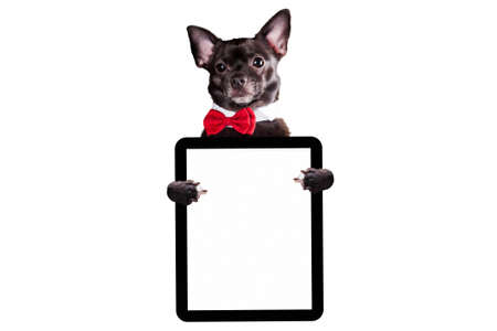 Black dog chihuahua with a bow tie holds a tablet on a white background mock upの写真素材
