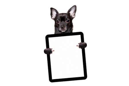 Black dog chihuahua holds a tablet on a white background mock upの写真素材