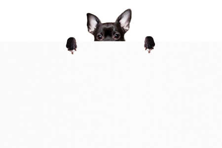 Black dog chihuahua hid behind a white sheet of paper on a white background mock upの写真素材