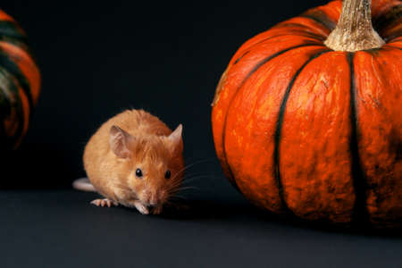 Mouse with pumpkin on a dark backgroundの写真素材