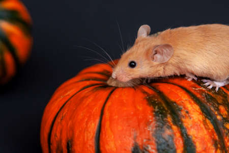 Mouse with pumpkin on a dark backgroundの写真素材